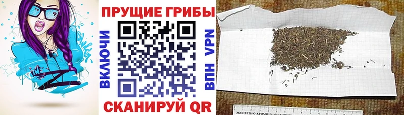 Псилоцибиновые грибы Cubensis  Артём 